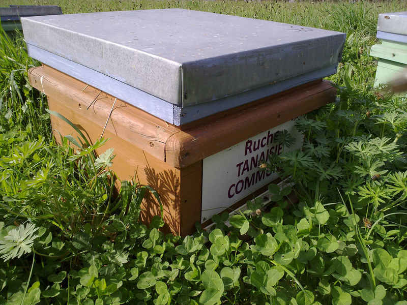 La ruche Tanaisie commune