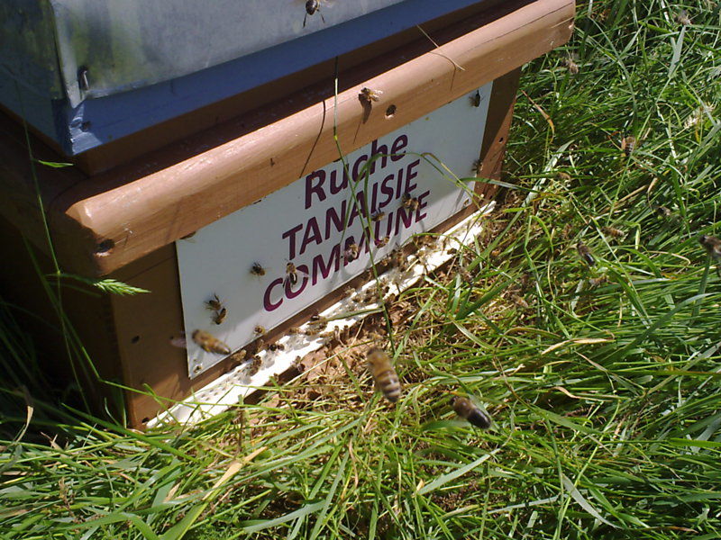 La ruche Tanaisie commune
