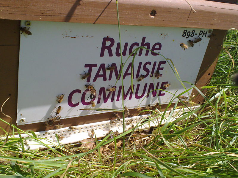 La ruche Tanaisie commune