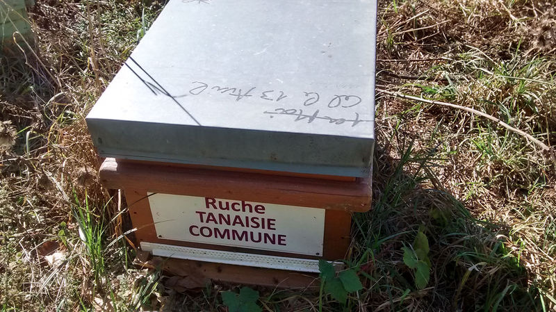 La ruche Tanaisie commune