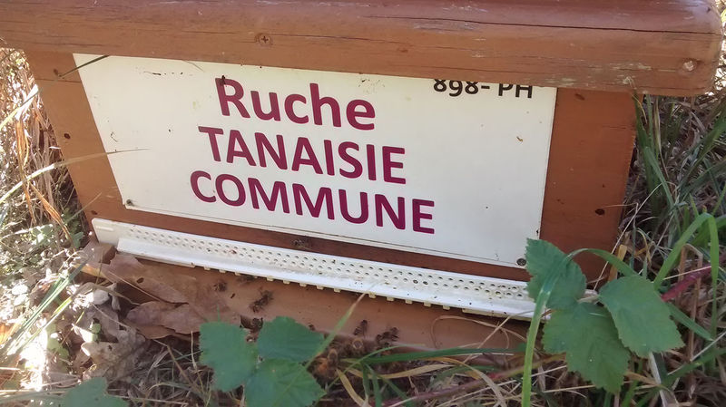 La ruche Tanaisie commune