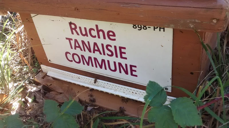 La ruche Tanaisie commune