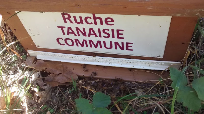 La ruche Tanaisie commune
