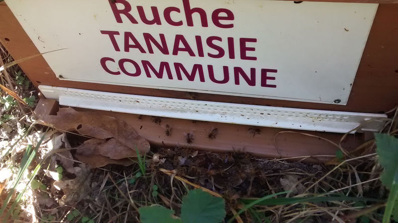 La ruche Tanaisie commune