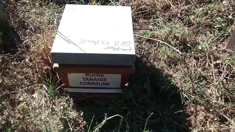 La ruche Tanaisie commune