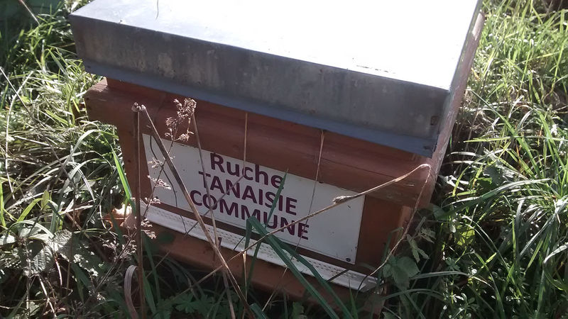 La ruche Tanaisie commune