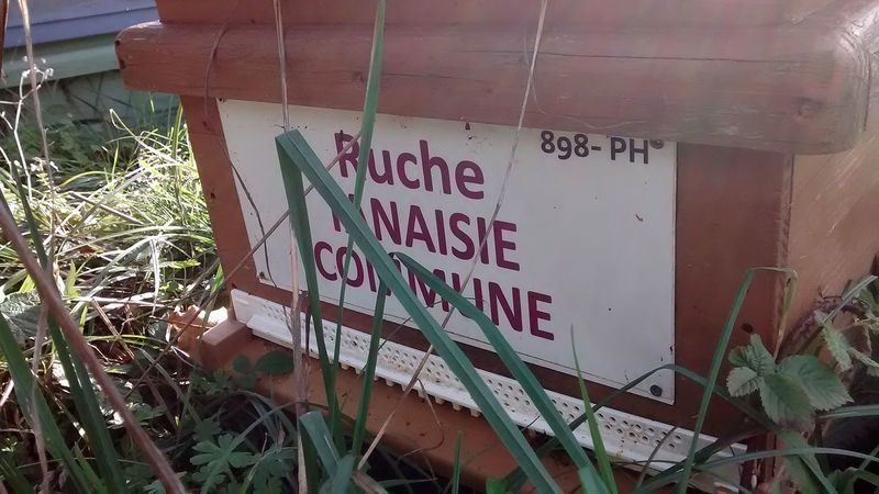 La ruche Tanaisie commune