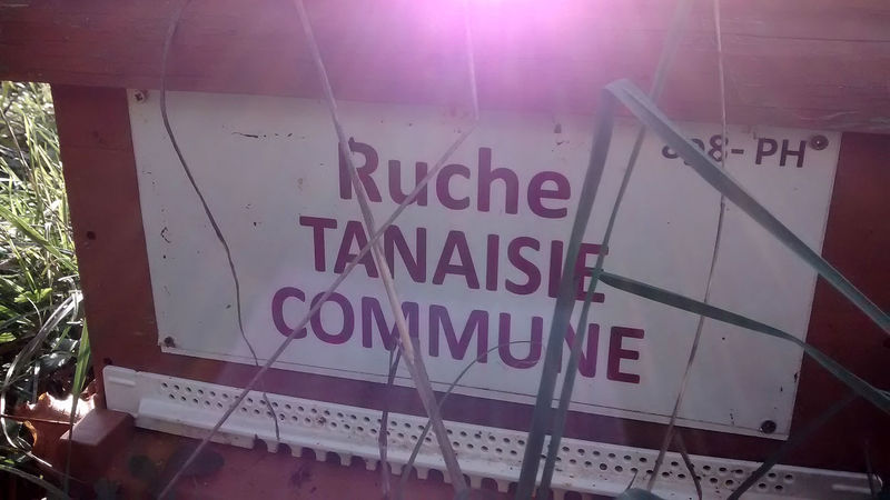 La ruche Tanaisie commune