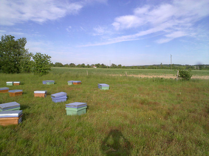 La ruche Tanaisie commune