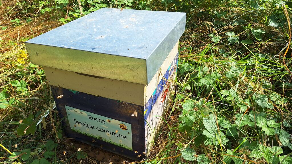 La ruche Tanaisie commune