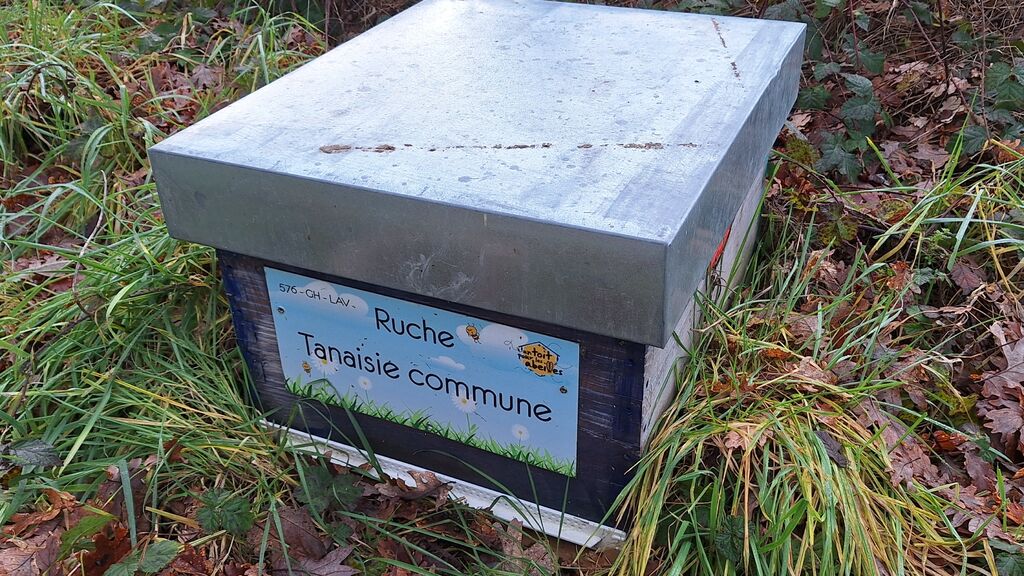 La ruche Tanaisie commune