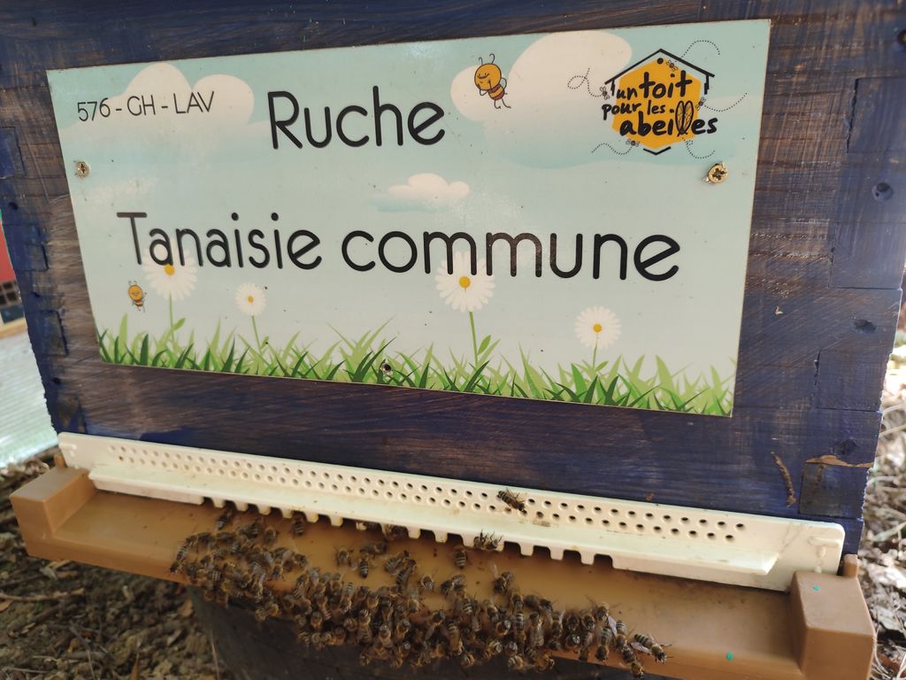 La ruche Tanaisie commune