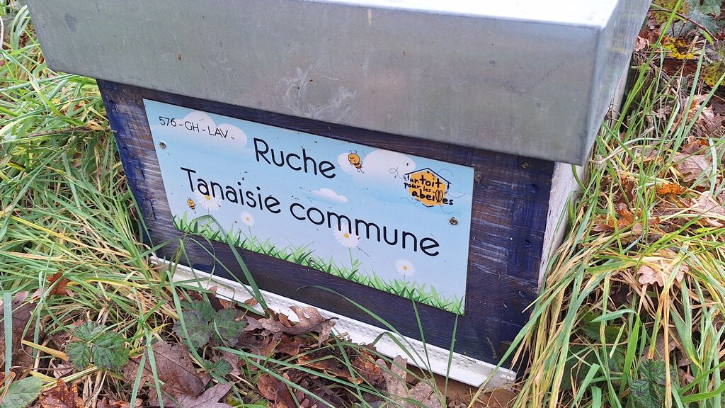 La ruche Tanaisie commune