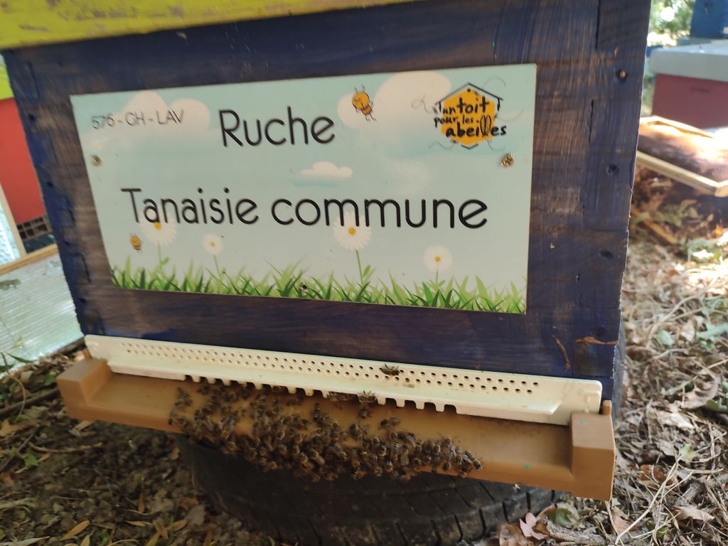 La ruche Tanaisie commune