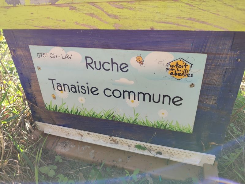 La ruche Tanaisie commune