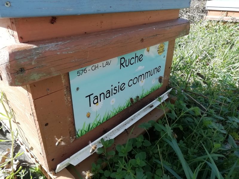 La ruche Tanaisie commune