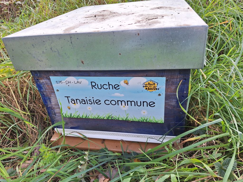 La ruche Tanaisie commune