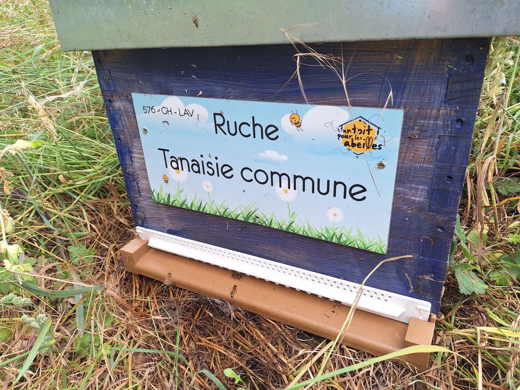 La ruche Tanaisie commune