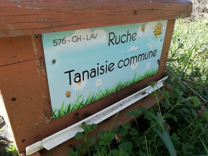 La ruche Tanaisie commune