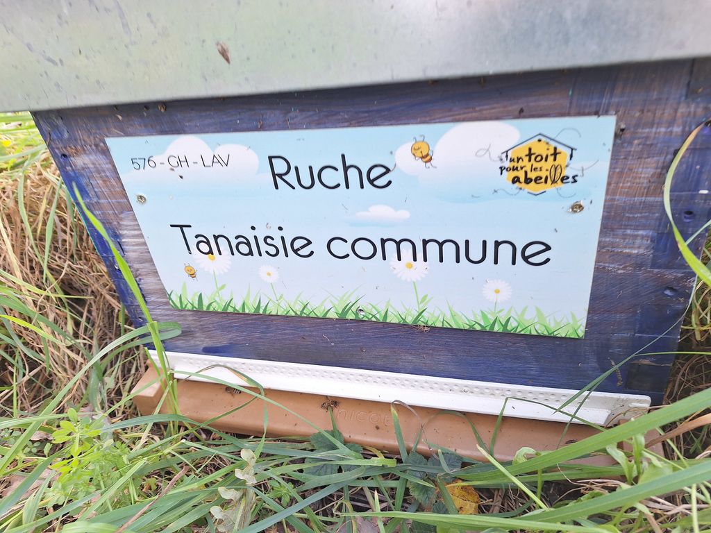 La ruche Tanaisie commune