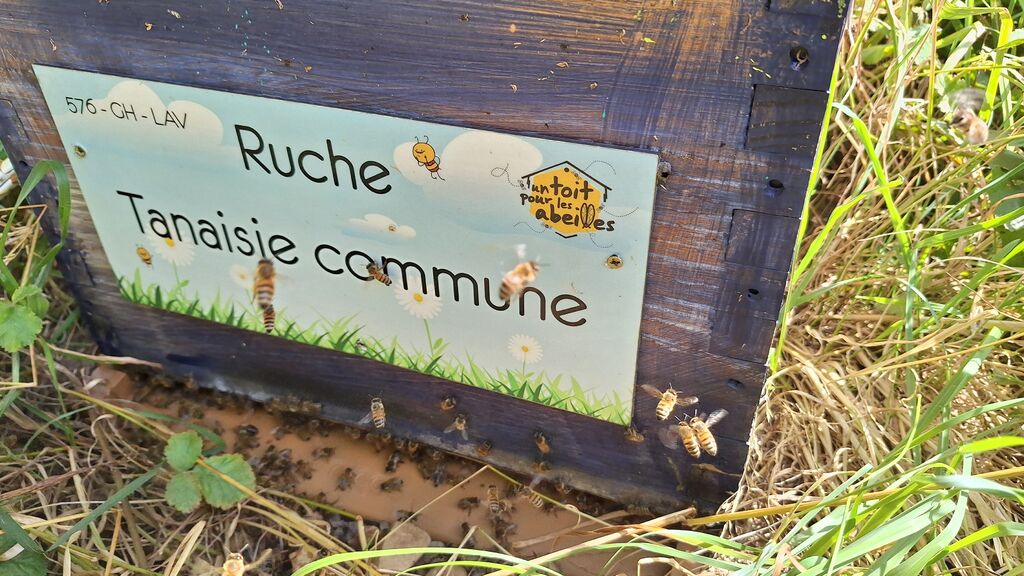 La ruche Tanaisie commune