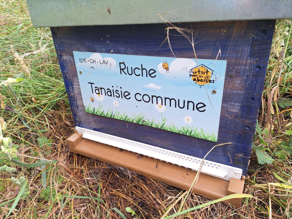 La ruche Tanaisie commune