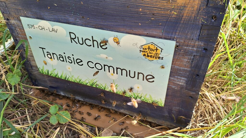 La ruche Tanaisie commune