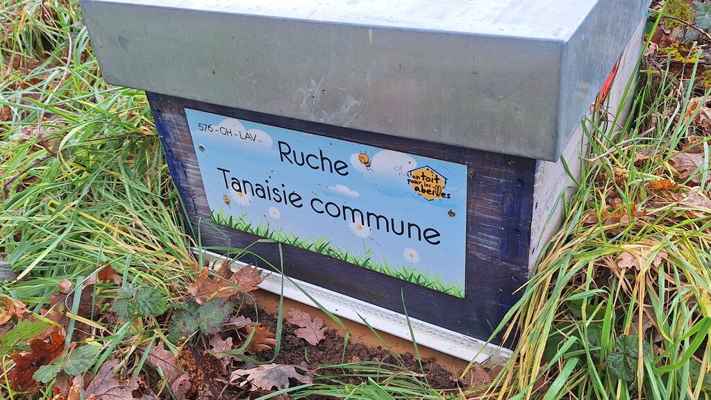 La ruche Tanaisie commune