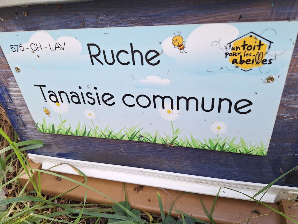 La ruche Tanaisie commune
