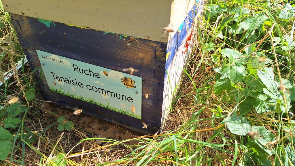 La ruche Tanaisie commune