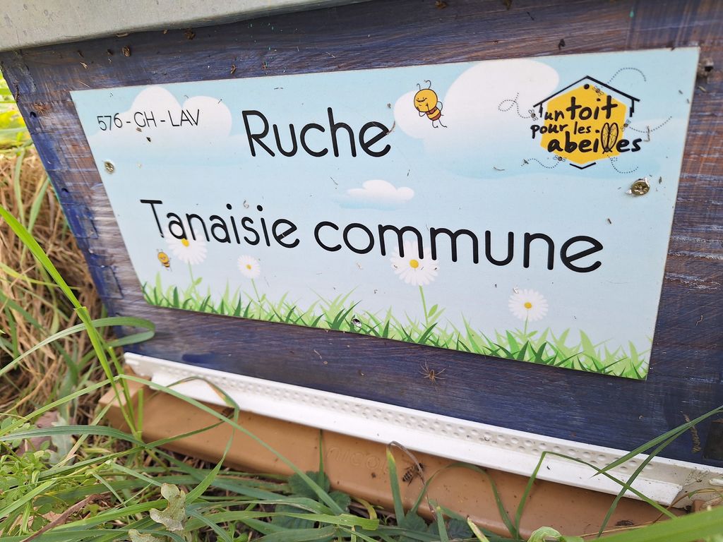 La ruche Tanaisie commune