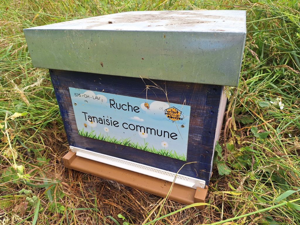 La ruche Tanaisie commune