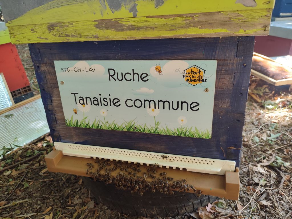 La ruche Tanaisie commune