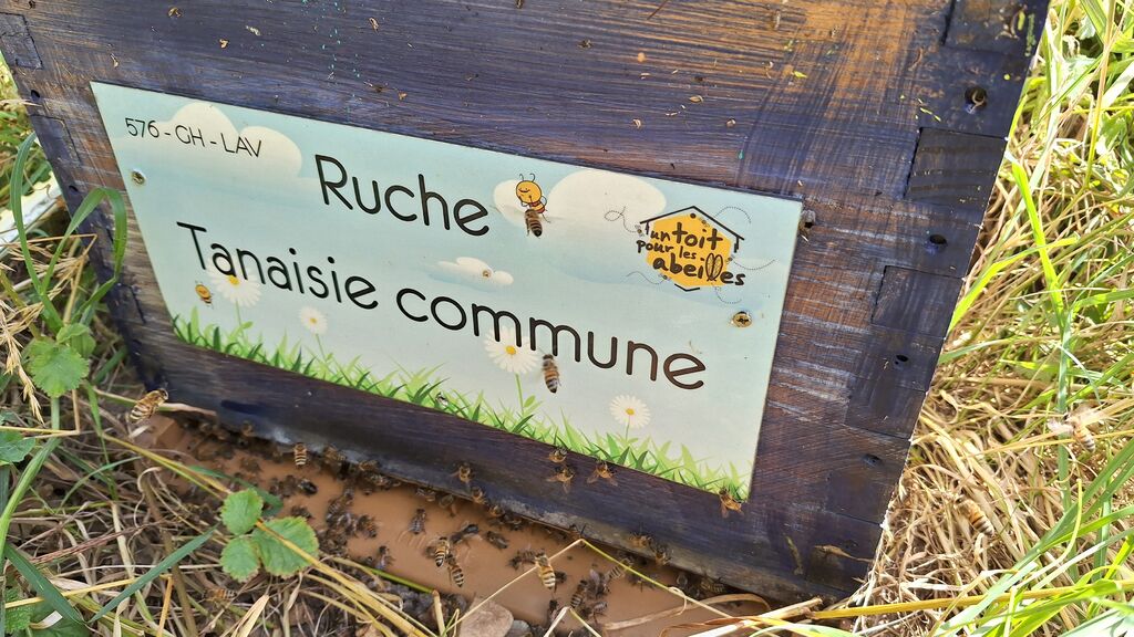 La ruche Tanaisie commune