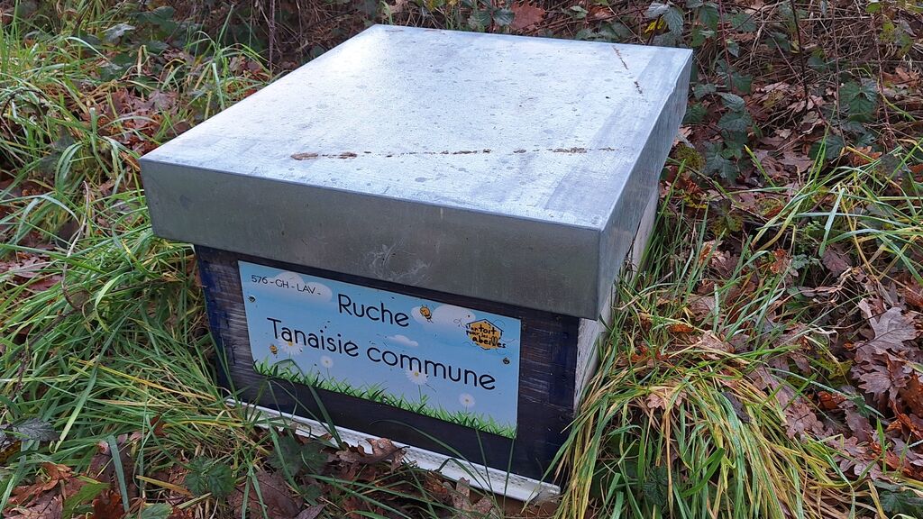 La ruche Tanaisie commune