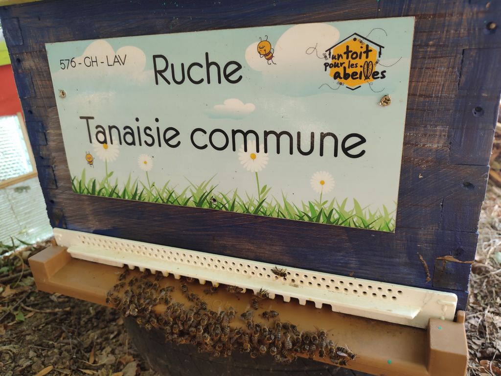La ruche Tanaisie commune