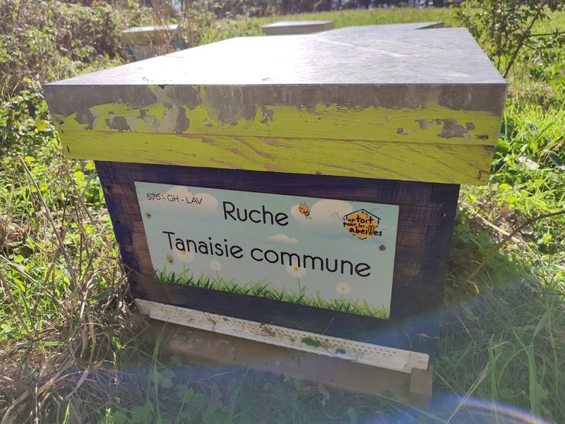 La ruche Tanaisie commune