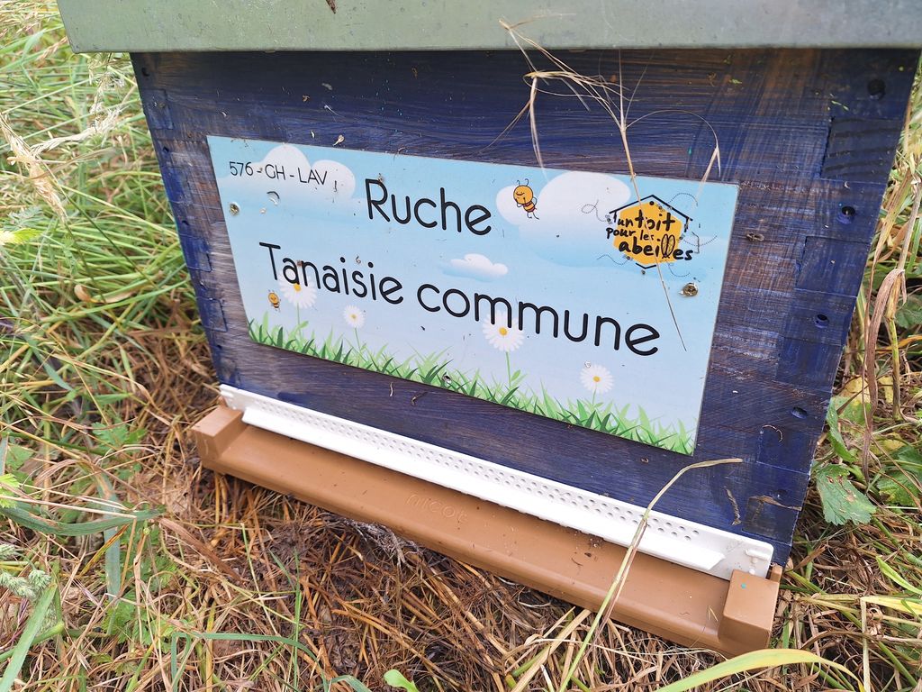 La ruche Tanaisie commune