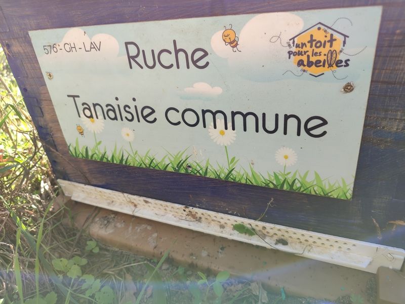 La ruche Tanaisie commune