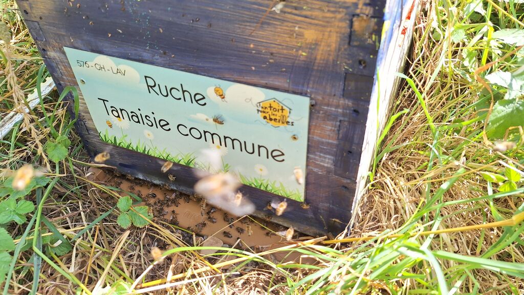 La ruche Tanaisie commune