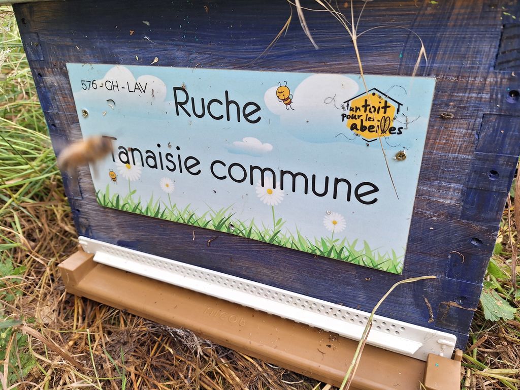 La ruche Tanaisie commune
