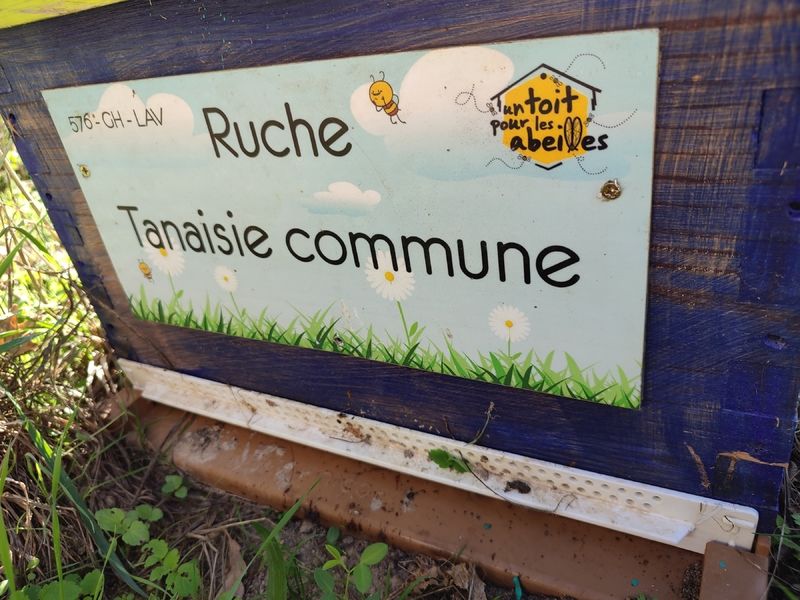 La ruche Tanaisie commune