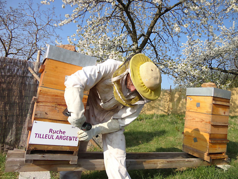 La ruche Tilleul argente
