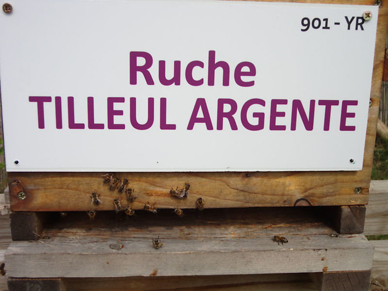 La ruche Tilleul argente