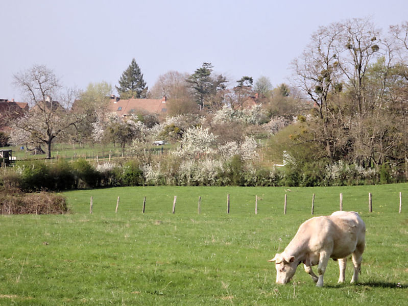 La ruche Tilleul argente