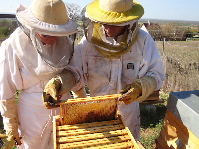 La ruche Tilleul argente