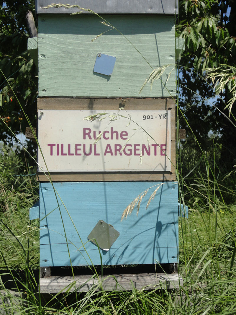 La ruche Tilleul argente