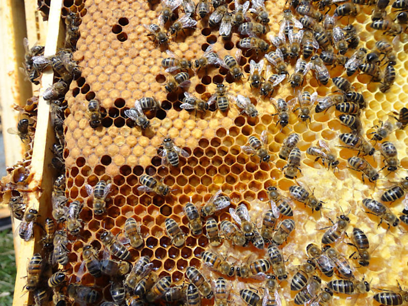 La ruche Tilleul argente