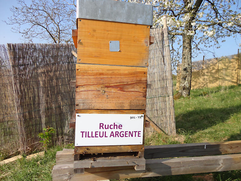 La ruche Tilleul argente