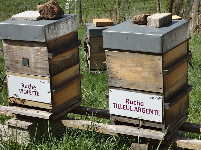 La ruche Tilleul argente